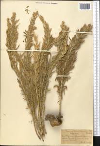 Chrysothesium minkwitzianum (B. Fedtsch.) R. Hendrych, Middle Asia, Western Tian Shan & Karatau (M3) (Kazakhstan)