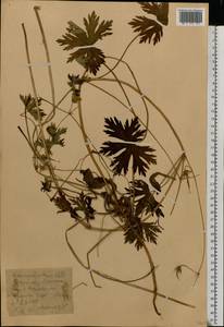 Geranium collinum Stephan ex Willd., Eastern Europe, Eastern region (E10) (Russia)
