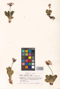 Primula latifolia subsp. graveolens (Hegetschw.) Rouy, Western Europe (EUR) (France)
