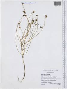 Jasione montana L., Western Europe (EUR) (Germany)