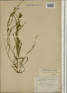 Tragopogon brevirostris DC., Caucasus, Stavropol Krai, Karachay-Cherkessia & Kabardino-Balkaria (K1b) (Russia)