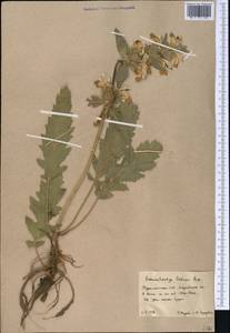 Phlomoides labiosa (Bunge) Adylov, Kamelin & Makhm., Middle Asia, Karakum (M6) (Turkmenistan)