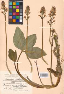 Menyanthes trifoliata L., Eastern Europe, Moscow region (E4a) (Russia)