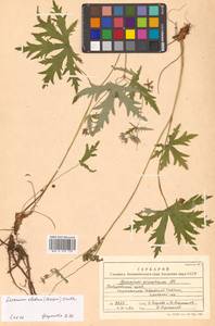 Geranium erianthum DC., Siberia, Russian Far East (S6) (Russia)