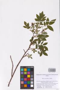 Rosa acicularis Lindl., Eastern Europe, Northern region (E1) (Russia)