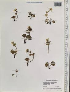 Ranunculus altaicus Laxm., Siberia, Baikal & Transbaikal region (S4) (Russia)