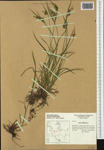 Carex pallescens L., Western Europe (EUR) (Germany)