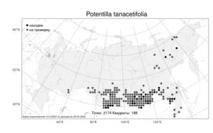 Potentilla tanacetifolia Willd. ex D. F. K. Schltdl., Atlas of the Russian Flora (FLORUS) (Russia)