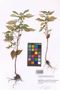 Elsholtzia ciliata (Thunb.) Hyl., Eastern Europe, Moscow region (E4a) (Russia)