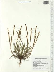 Plantago coronopus L., Australia & Oceania (AUSTR) (New Zealand)