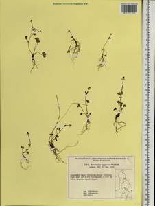 Ranunculus pygmaeus Wahlenb., Siberia, Chukotka & Kamchatka (S7) (Russia)
