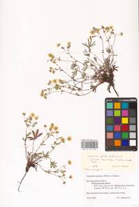 Potentilla patula Waldst. & Kit., Eastern Europe, Central forest-and-steppe region (E6) (Russia)