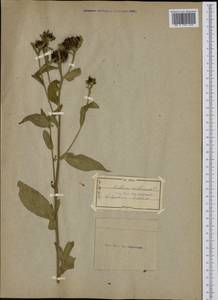 Centaurea phrygia L., Eastern Europe, North-Western region (E2) (Russia)