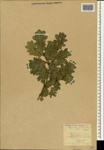 Quercus pubescens Willd., Crimea (KRYM) (Russia)