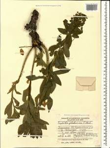 Euphorbia glaberrima K.Koch, Caucasus, Georgia (K4) (Georgia)