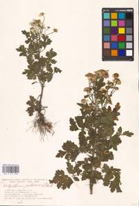 Tanacetum parthenium (L.) Sch. Bip., Eastern Europe, Moscow region (E4a) (Russia)