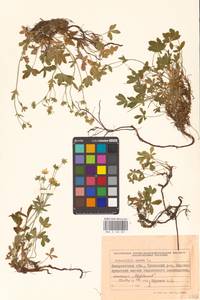 Potentilla aurea L., Eastern Europe, West Ukrainian region (E13) (Ukraine)