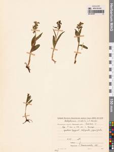 Dactylorhiza viridis (L.) R.M.Bateman, Pridgeon & M.W.Chase, Siberia, Chukotka & Kamchatka (S7) (Russia)