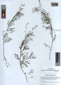 KUZ 003 772, Astragalus austriacus Jacq., Siberia, Altai & Sayany Mountains (S2) (Russia)