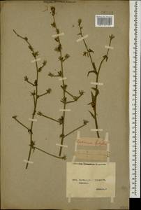 Cichorium intybus L., Caucasus, Georgia (K4) (Georgia)