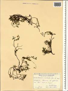 Helianthemum orientale (Grosser) Juz. & Pozdeeva, Caucasus, Georgia (K4) (Georgia)