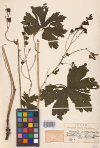 Aconitum lycoctonum subsp. moldavicum (Hacq.) Jalas, Eastern Europe (no precise locality) (E0)