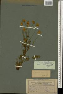 Tanacetum parthenium (L.) Sch. Bip., Caucasus, Armenia (K5) (Armenia)