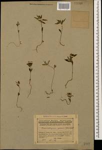 Chaenorhinum calycinum (Banks & Sol.) P. H. Davis, Caucasus, Armenia (K5) (Armenia)