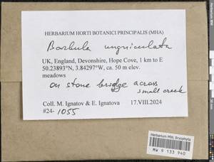 Barbula unguiculata Hedw., Bryophytes, Bryophytes - Western Europe (BEu) (United Kingdom)