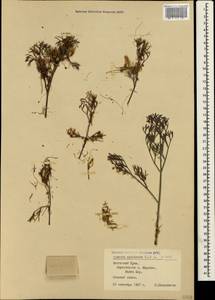 Cuscuta epithymum (L.) L., Crimea (KRYM) (Russia)