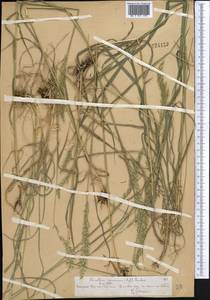 Trisetum spicatum (L.) K.Richt., Middle Asia, Northern & Central Tian Shan (M4) (Kazakhstan)
