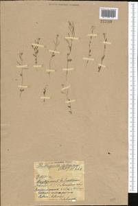 Eutrema salsugineum (Pall.) Al-Shehbaz & S.I. Warwick, Middle Asia, Northern & Central Kazakhstan (M10) (Kazakhstan)