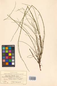 Equisetum fluviatile × arvense, Siberia, Russian Far East (S6) (Russia)