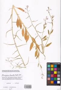 Chorispora tenella (Pall.) DC., Eastern Europe, Moscow region (E4a) (Russia)