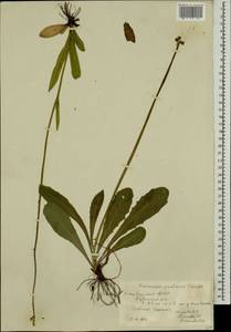 Pilosella caespitosa subsp. caespitosa, Eastern Europe, Eastern region (E10) (Russia)