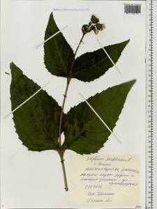 Silphium perfoliatum L., Eastern Europe, Central region (E4) (Russia)