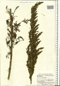 Artemisia tournefortiana Rchb., Eastern Europe, Central forest-and-steppe region (E6) (Russia)
