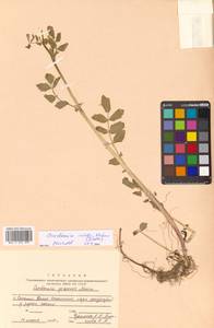 Cardamine yezoensis Maxim., Siberia, Russian Far East (S6) (Russia)