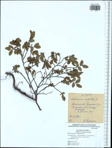 Vaccinium myrtillus L., Eastern Europe, Central region (E4) (Russia)