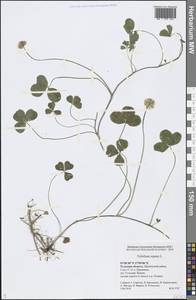 Trifolium repens L., Eastern Europe, Central region (E4) (Russia)