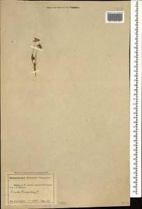 Viola tricolor L., Caucasus, Abkhazia (K4a) (Abkhazia)