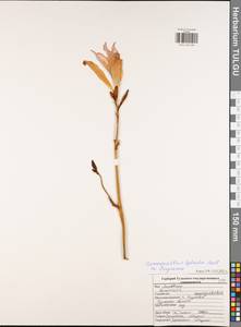 Hemerocallis hybrida, Eastern Europe, Central region (E4) (Russia)