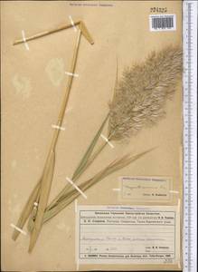 Phragmites australis (Cav.) Trin. ex Steud., Middle Asia, Muyunkumy, Balkhash & Betpak-Dala (M9) (Kazakhstan)