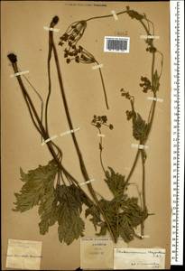 Eleutherospermum cicutarium (M. Bieb.) Boiss., Caucasus (no precise locality) (K0)