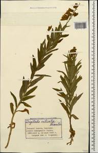 Digitalis ciliata Trautv., Caucasus, Stavropol Krai, Karachay-Cherkessia & Kabardino-Balkaria (K1b) (Russia)