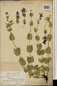Nepeta betonicifolia, Caucasus, Armenia (K5) (Armenia)