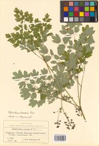 Thalictrum minus subsp. elatum (Jacq.) Stoj. & Stef., Siberia, Russian Far East (S6) (Russia)