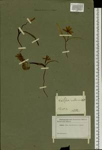 Tulipa uniflora (L.) Besser ex Baker, Siberia, Altai & Sayany Mountains (S2) (Russia)
