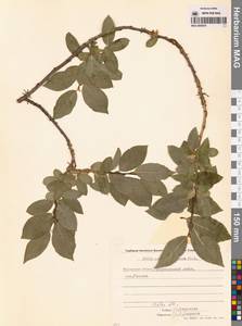 Salix pseudopentandra (Flod.) Flod., Siberia, Chukotka & Kamchatka (S7) (Russia)