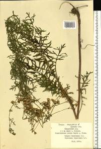 Jacobaea erucifolia subsp. erucifolia, Eastern Europe, Western region (E3) (Russia)